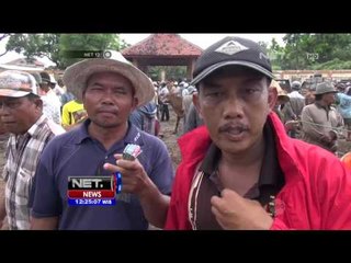 Permintaan Sapi Lokal di Madura Meningkat - NEt12