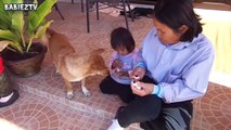 Cute Babies Feeding Dogs Compilation--vvUw9SU-Zk