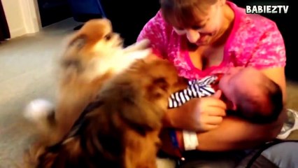 Funny Dogs Meeting babies for the First Time Compilation-mKMRoaN7Ao0