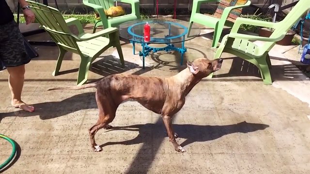 Funniest Pet Clips, Bloopers & Moments Caught On Tape 2017 _ Funny Pet Videos-of9-RXjs2X8