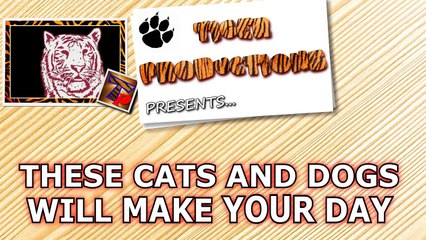 IMPOSSIBLE NOT TO LAUGH - Funniest ANIMAL videos ever-7QGkqvCFsPg