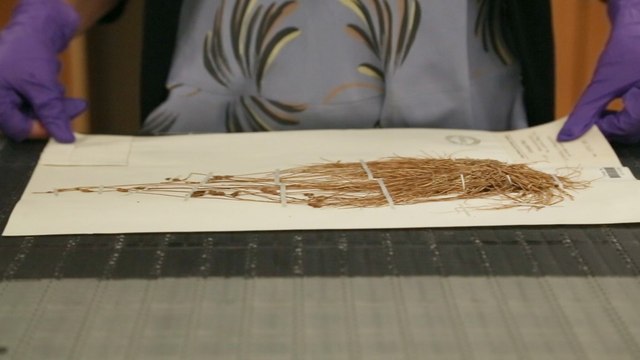 These three people, and one conveyor belt, are digitizing millions of plant specimens