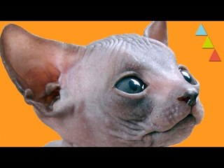 Las 10 razas de GATOS más increíbles