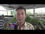 Harga Daging Sapi Naik, Rumah Potong Hewan Sepi di Subang - NEt16 a