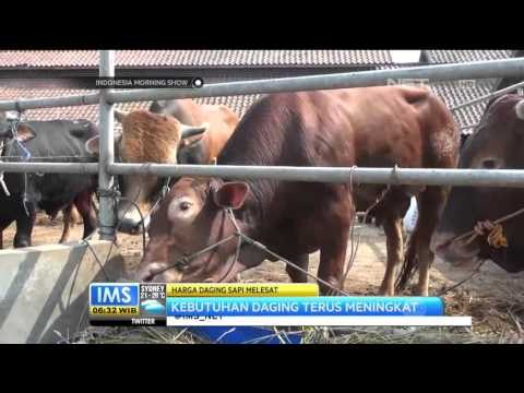 Talk Show Kebijakan Ekonomi Terkait Impor Sapi - IMS