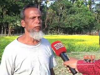 ফেনীতে বেড়েছে সরিষার আবাদ, মিশ্র চাষে লাভবান কৃষকরা