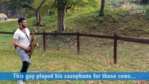 Amazing Guy Plays Saxophone for Cows Pet Video 2017 _ Daily Heart Beat-v4zP2mJeaeI