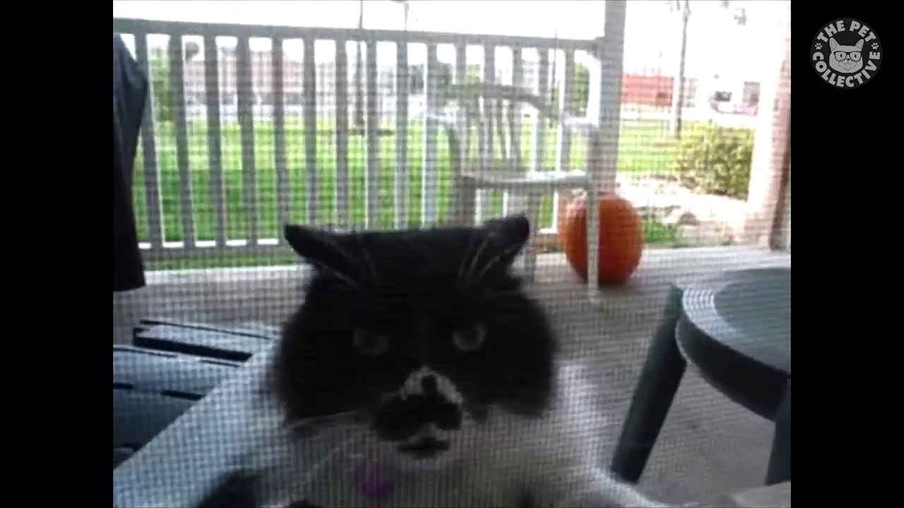 Case of the Mondays Cats Funny Pet Video Compilation 2017-Tyy2rS_uzJQ