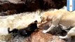 Benarkah anjing menyelamatkan teman terbaiknya dari arus sungai deras - Tomonews