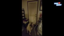 Sweet Dog Excited to See Owner Video 2017 _  Daily Heart Beat-6zEL5_4SAUQ