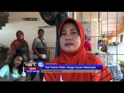 Persedian Jagung Minim, Harga Jagung Naik - NET12