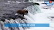 Amazing Cub River Rescue Bear Video 2017 _ Daily Heart Beat-_0qbeNonlC0