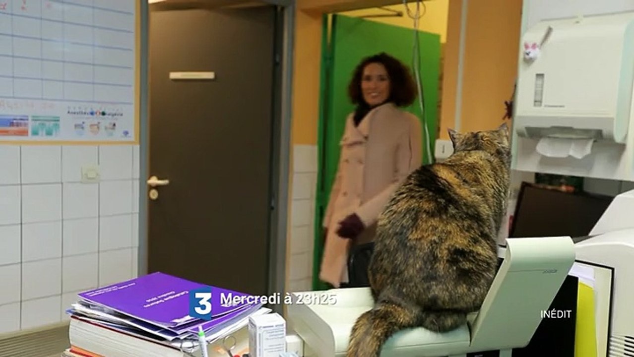 IN SITU spécial business des animaux