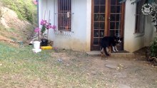 Sneaky Pets Video Compilation 2017-92H25gqtPkU