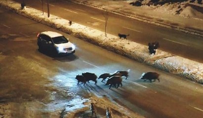 Domuzlar karayoluna indi