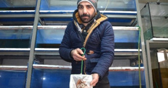 Tatvan'da Elektrikler Kesilince Yaklaşık 2 Bin Süs Balığı Telef Oldu