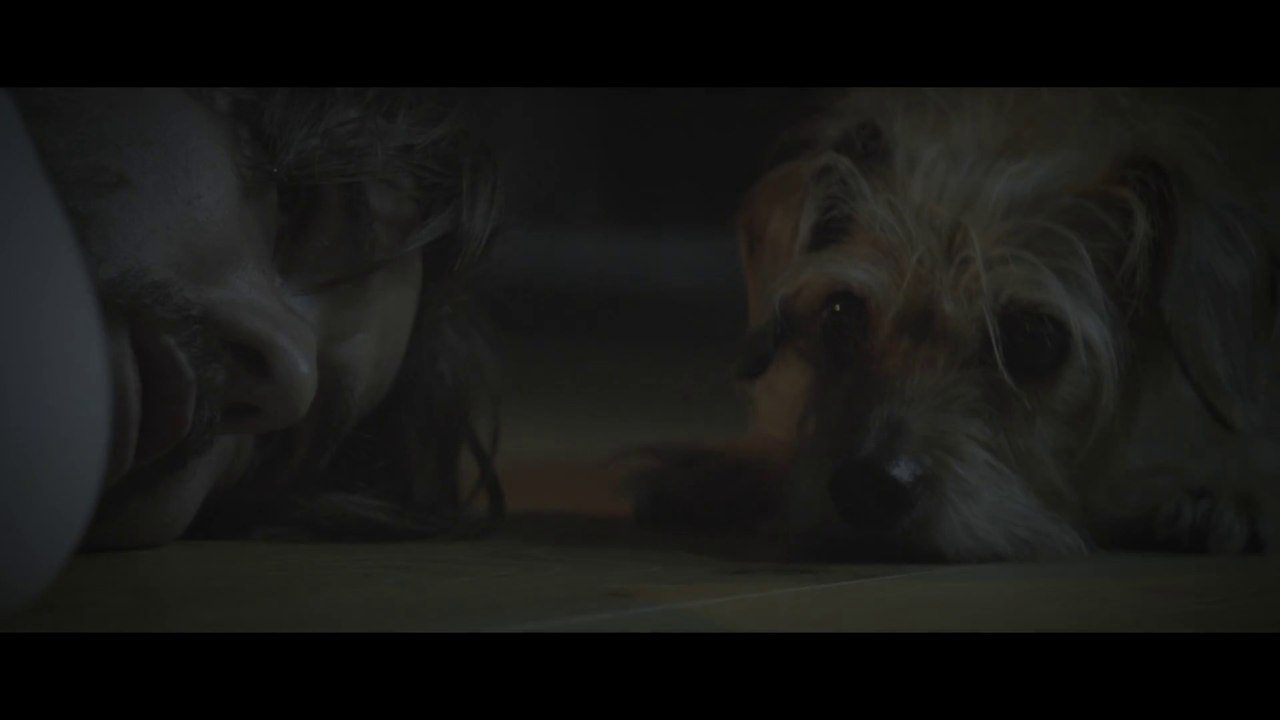 Dog Wick - Parodie de John Wick 2 : chien au lieu de Keanu Reeves