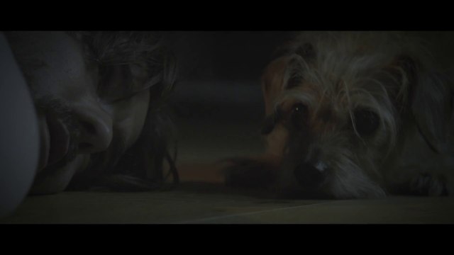 Dog Wick - Parodie de John Wick 2 : chien au lieu de Keanu Reeves