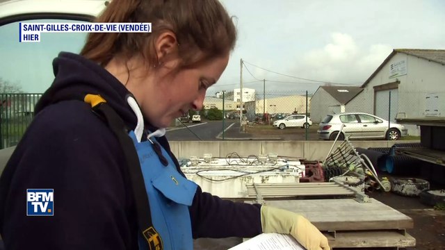 Pourquoi 85 dauphins se sont échoués en Vendée et Charente-Maritime