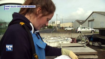 Pourquoi 85 dauphins se sont échoués en Vendée et Charente-Maritime