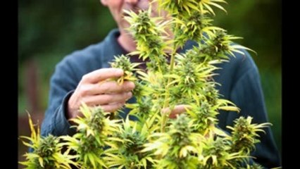 Carinho - Soldat Terroriste - Hugo Boss - Gazarime !! Medley !!