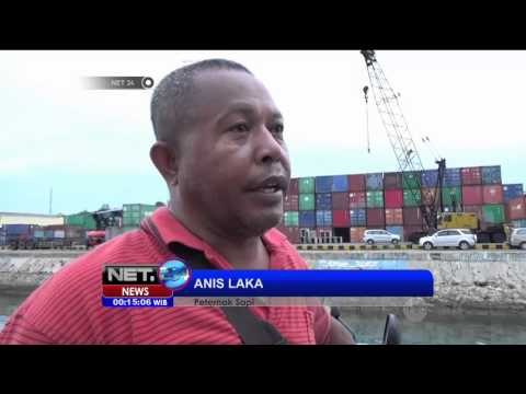 Kapal Ternak Jokowi Angkut 500 Ekor Sapi dari NTT - NET24