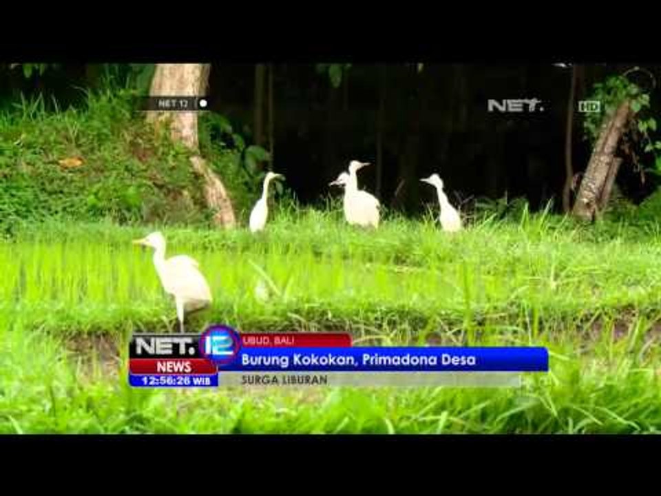 Desa Wisata Petulu Surganya Liburan - NET12