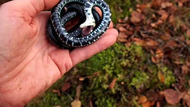 Ce serpent fait le mort pour qu'on le laisse tranquille