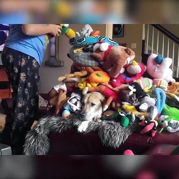 Un chien est vrai parmi toutes ces peluches... Ahaha