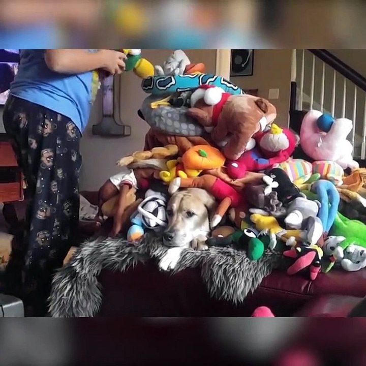 Un chien est vrai parmi toutes ces peluches... Ahaha