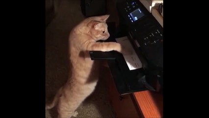 Le chat de François Fillon avait un vrai travail! Pas comme Pénélope