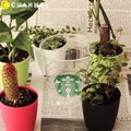 スタバのカップが大変身！3パターン │ DIY Using Starbucks Cups-S7qsIBRrJm4