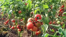 La tomate et ses bienfaits( vidéo copiée ) Gastro casa الطماطم و منافعها