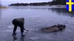 Moose rescued: Ice-skaters smashed ice on frozen lake to rescue moose