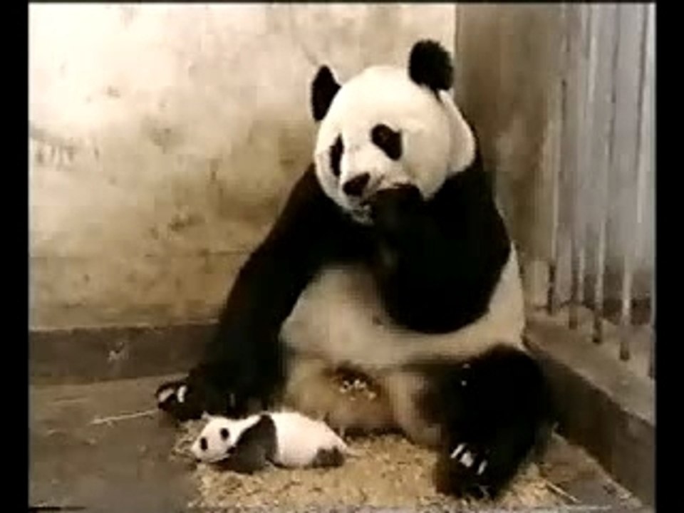 Panda qui éternue
