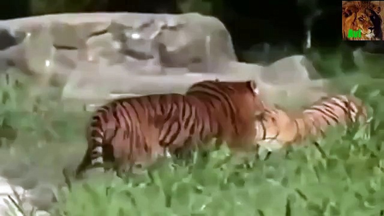FIGHT FR DEATH