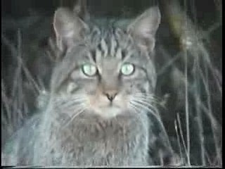 Gato montés cerca de Osorno 23-3-02