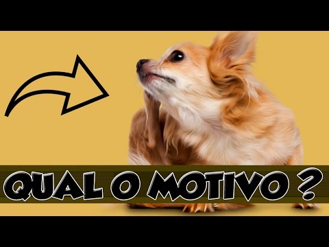 Seu cachorro se coça demais? sabia qual pode ser o motivo