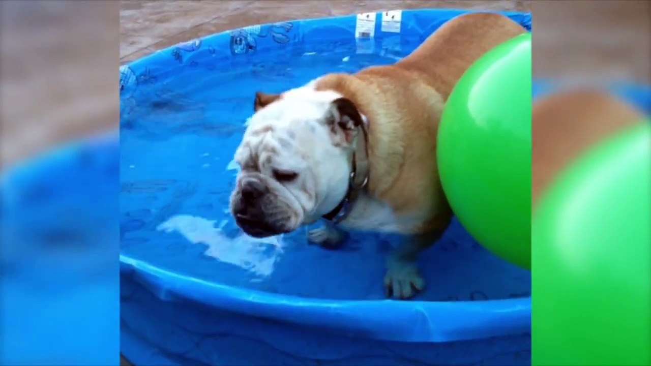 What Do Dogs Dream About-Best Funny 2015