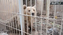 Em Zoo bombardeado, urso e leão são os únicos sobreviventes