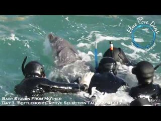 Divers Capture a Baby Dolphin in Japan