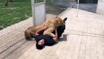 Il laisse une lionne entrer dans la cage. La scène qui s'y produit vous laissera sans mots