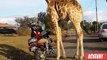 Pendant une balade, cette girafe fait la connaissance d'un groupe de motards, la suite va vous laisser sans voix.