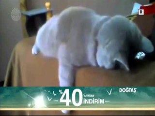 Hayvanlar ve en komik halleri