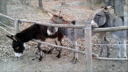 Un âne en galère face à une barrière reçoit une aide adorable de son collègue