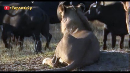 Most Amazing Wild Animal Attacks - Lions Attacks buffalo to death-