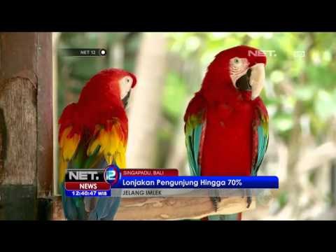 Live Report Suasana Liburan di Bali Bird Park - NET12