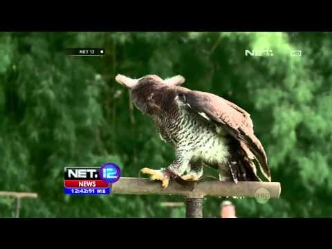 Destinasi Wisata Bali Bird Park - NET12