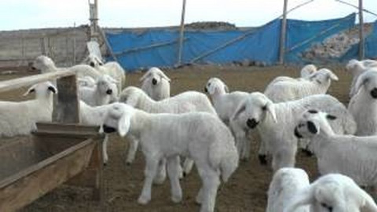 Şirin Kuzular Hopluyor Zıplıyor | Çocuklar İçin