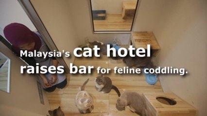 5-star cat hotel in Malaysia raises bar for feline pampering